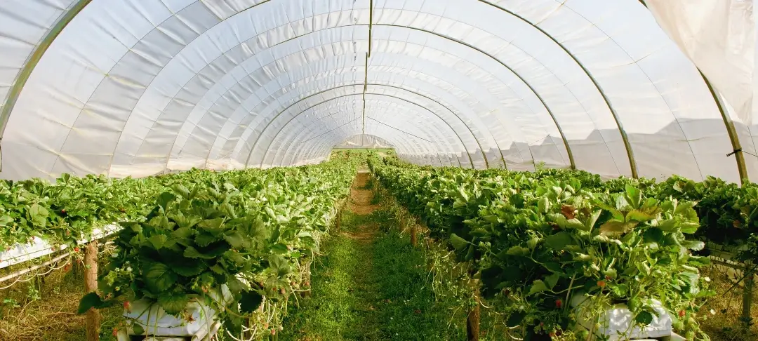 Plástico para Invernaderos
