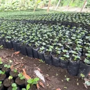 Bolsa para Semillero